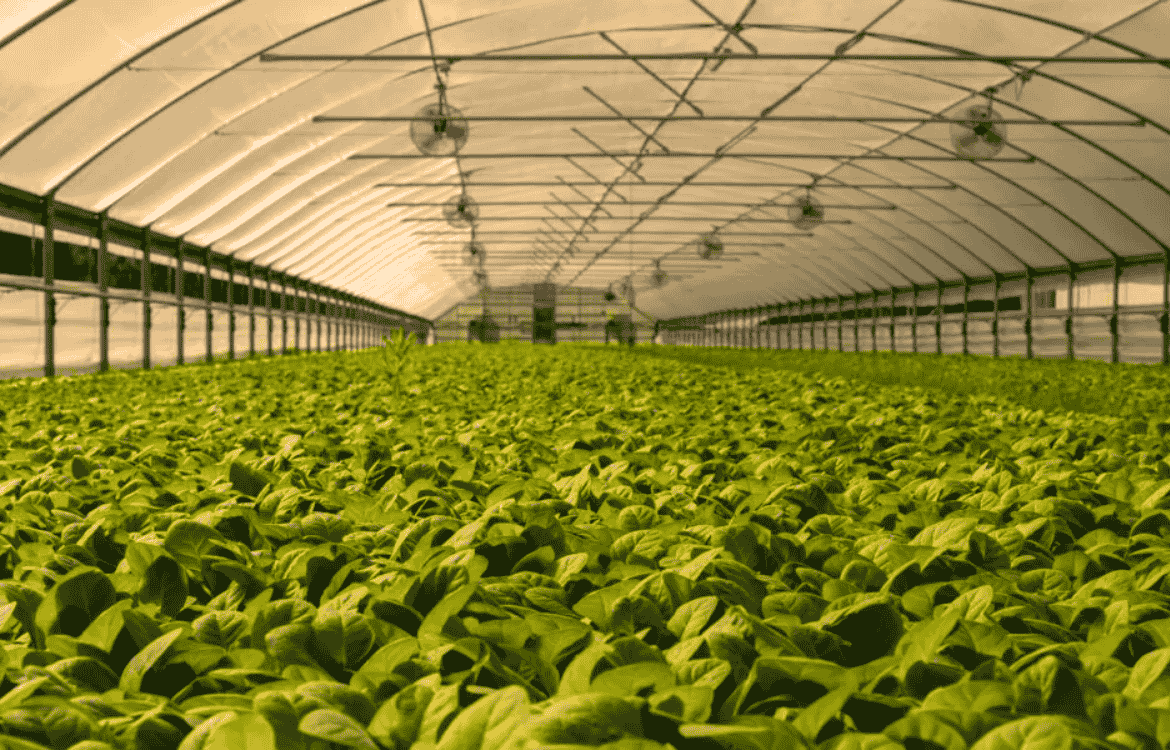 Picas Greenhouse Productions